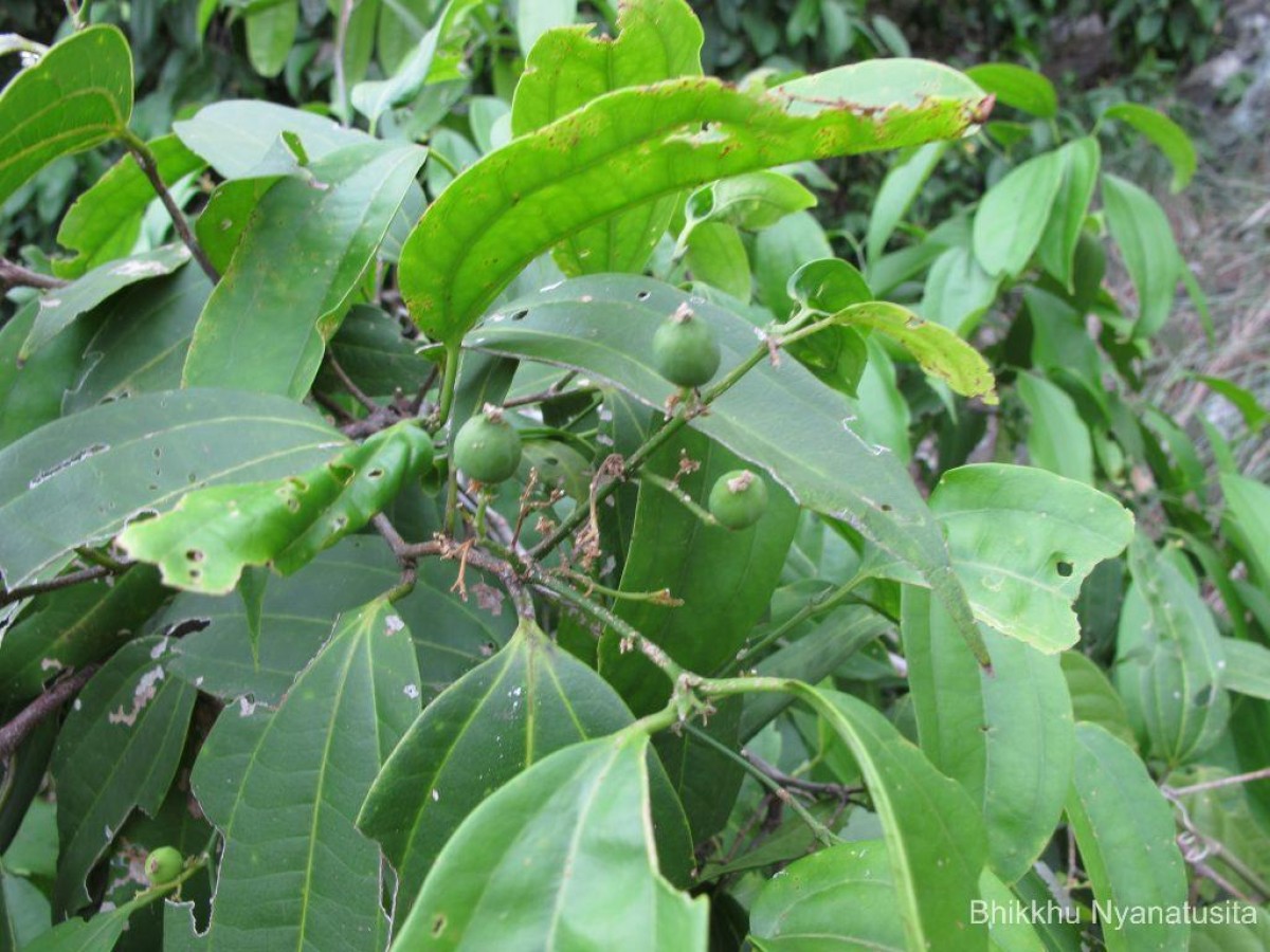 Celtis philippensis Blanco